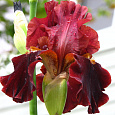 Ирис бородатый Мен фром Рио
