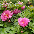 Пион ИТО Pink Double Dandy