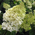 Гортензия метельчатая Dolprim