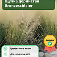 Щучка дернистая Bronzeschleier