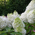 Гортензия метельчатая