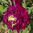 Пион древовидный Fragrant Champion