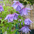 Клематис (Ломонос) гибридный Frankie