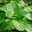 Мята колосистая Испанская